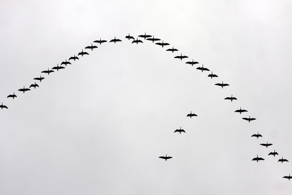 Gājputnu eskadras un dziesmu eskadroni